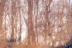 Birken