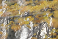 Herbstblätter