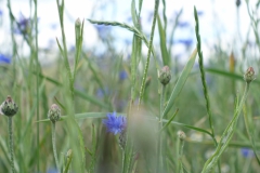 Kornfeld-blau