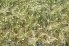 Kornfeld5