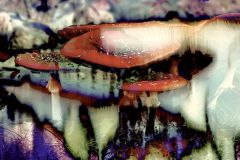 magic mushrooms